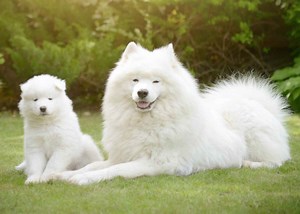 The Ultimate Samoyed Puppy Ownership Guide