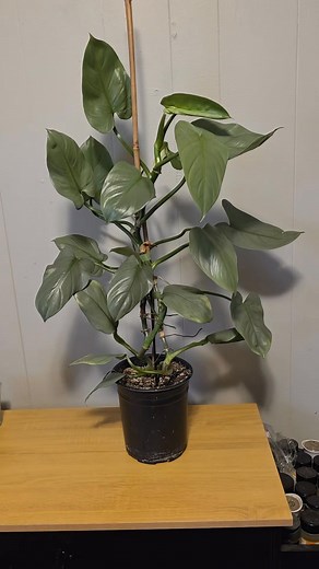 ✨🌿 Plant Spotlight: The Stunning Silver Sword Philodendron! 🌿✨ Meet one of the most eye-catching plants out there — the Philodendron Silver Sword (Philodendron hastatum)! 💎 This beauty is known for its shiny, metallic blue-gray leaves shaped like a sword — no wonder it’s called the Silver Sword! ⚔️ 🌱 Fun Facts: • Native to the tropical rainforests of Brazil 🌴 • Loves to climb — give it a moss pole or trellis to shine! • Thrives in bright, indirect light • Helps purify your air and add a sle