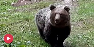 «Sind überall»: Dorf in Italien zittert nach Jogger-Tod vor Bären | Nau.ch