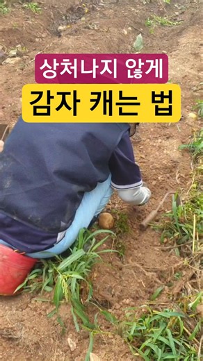 How to Dig Potatoes Without Bruising: Expert Tips #potato #potatoharvest #potatogrowing #vegetabl...