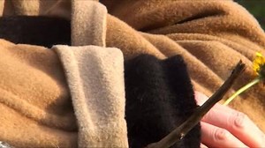 9.7K views · 403 reactions | The video for my cover of “Dreams” is now out! ❤️ Go to: lissie.lnk.to/DreamsOfficialFA | Lissie | Facebook