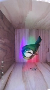 Sunset As the sun went down, the Nestera bird box top down camera changed from white light to night mode infra red giving me a clear view at any time of day Night night little one x If you’re interested in a Nestera Coop and accessories such as this beautiful bird house and camera, follow the link in my bio to receive an automatic 5% discount! #babybirds #birdsofinsta #animalsinfluence #animals #peckish #birdcare #feedthebirds #wildlife #gardenbirds #birdwatching #birdfood #biggardenbirdwatch #g