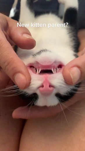 Kitten Teeth: Baby to Adult Transition