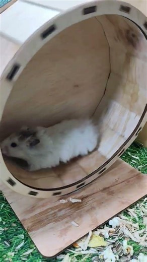 Hamster Goes FULL SPEED on the Wheel!