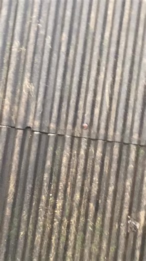 Fariz on Instagram: "bocorr #lewatberanda #fyff #fypage"