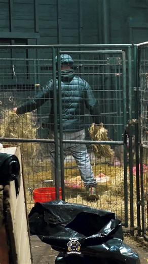 Not Everyone Is Built For This Life #boerboellife #boerboelbreeders #boerboels