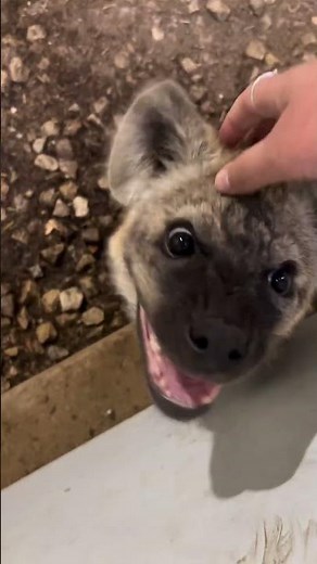 Baby pet hyena does nothing but smile after being rescued from harsh conditions #dog #hyena