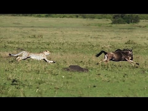 CHEETAHS HUNT AND KILL A WILDEBEEST