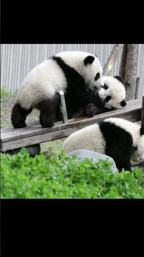 Baby Pandas Playing