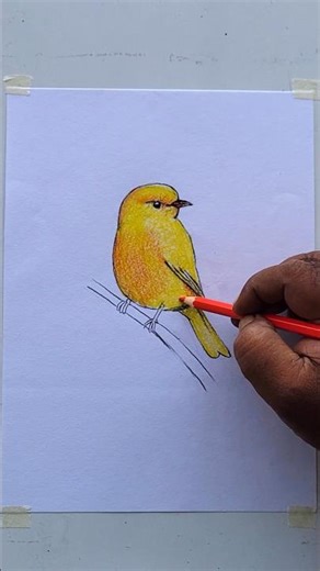 how to color bird with colored pencil @doodling02