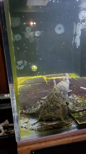 Ohio Fish Rescue on Instagram: "do you know anyone with a bigger goonch catfish? #goonch #catfish #fish #aquarium"