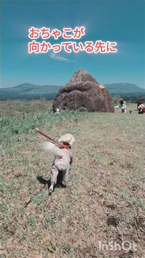 【おちゃこと押戸石の丘へ】#阿蘇#南小国#登山#愛犬#おちゃこ#マルプー#押戸石#YAMAP#パワースポット#縄文の聖地#shorts#シュメール文字