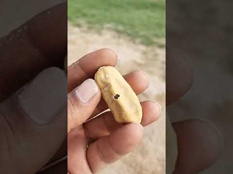 شجرة الهجليج اللالوب تمر العبيد بلح الصحراء