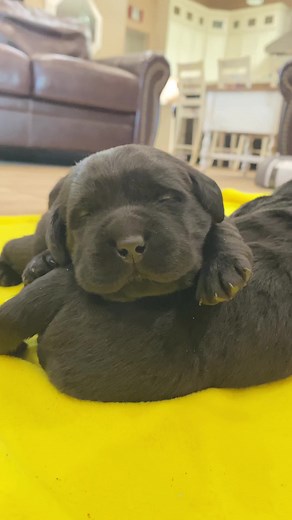 299K views · 10K reactions | Trying to get cozy 梁殺 | Life With Labradors | Facebook