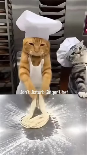 The Slim Cat on Instagram: "Two AI-generated cats are presented within a stylized kitchen setting, designed to resemble a working restaurant environment. A ginger cat is shown engaging in food preparation behavior, handling flour with deliberate paw movements that mimic kneading and shaping dough. A black cat then enters carrying a substantial quantity of flour, which is dropped onto the ginger cat, triggering abrupt shifts in motion, uncoordinated reactions, and a rapid physical exchange. The s