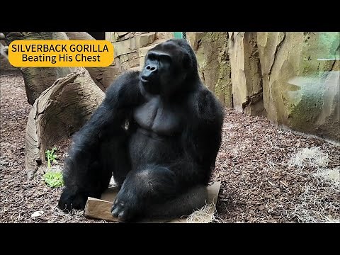 SILVERBACK GORILLA-MONZA | Beating His Chest | PART 1 #Monza #gorilla