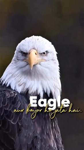 Eagle Mindset 🔥 Change or Die | Hindi Motivation #eaglemotivation