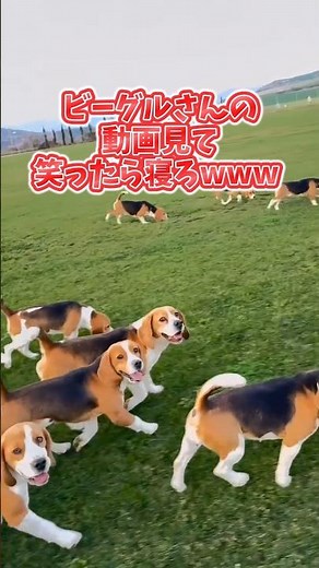 If you laugh at Beagle's video, go to sleep lol #Beagle #Funny #Life with a dog