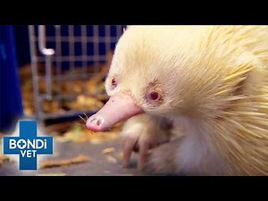 Extremely Rare Albino Echidna Has A Mystery To Solve | Bondi Vet