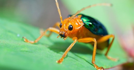 Bombardier Beetle