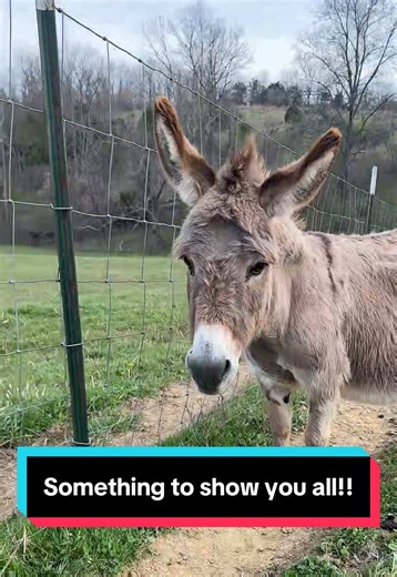 Adorable Baby Donkey Surprise on the Farm!