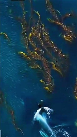 Orca Swimming Gracefully on the Ocean Surface 🐋🌊