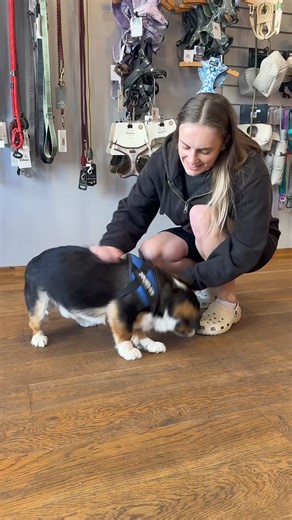 Doggy Daily Episode 301: Bobbie the Cavalier x Beagle 🐾 #beagle #cavalier #doggrooming | Doggy Styling