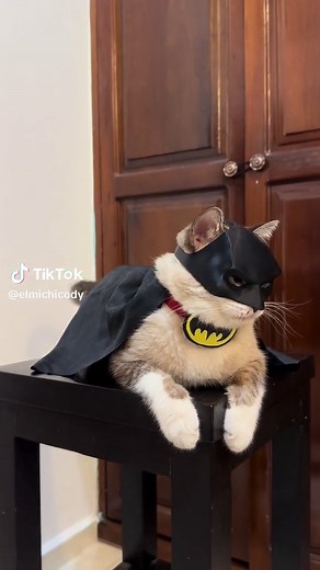 Gatos con Máscaras de Batman