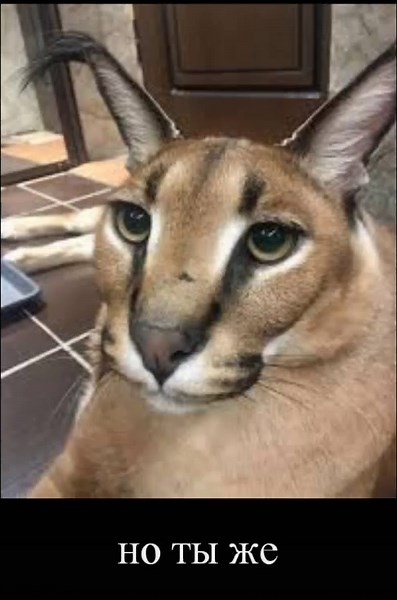 Funny Tomato Slap Compilation