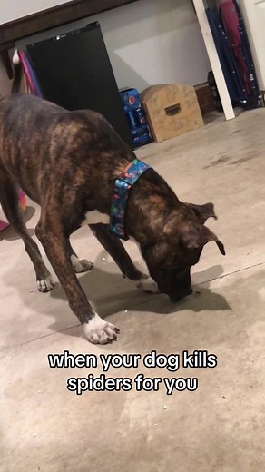 Funny Dog vs Spider Compilation | Pet Reactions to Spiders