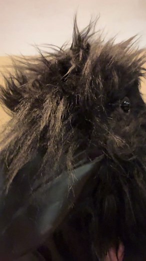 But I’m a crow 🐦‍⬛ #creepradiohead #imacreepimaweirdo #crow #crowtok