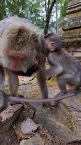 540K views · 2.9K reactions | #monkey #feeding #feedinganimals #virals #cutemonkey | Loeun Chan | Facebook