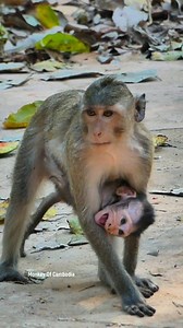 Heartbreaking Rescue Scene: Hungry Baby Monkey Screams Desperately for Mother, Trapped by Naughty Young Kidnapper Who Won’t Let the Baby Go | Monkey Of Cambodia