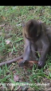 18K views · 87 reactions | Baby monkey is poison foods and crying sound aw...aw...aw....Non stop crying - What happen? | Monkey history 2024 | Facebook