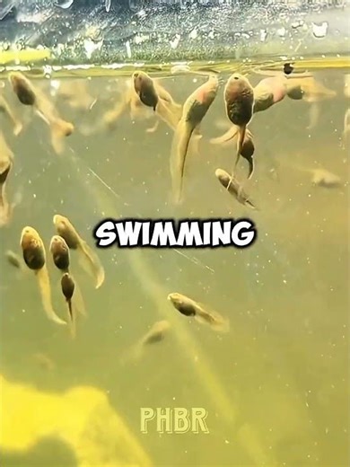 Growing Thousands of Baby Frogs 🐸