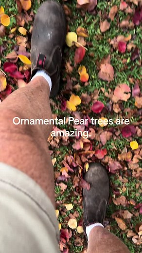 Discover the Beauty of Ornamental Pear Trees