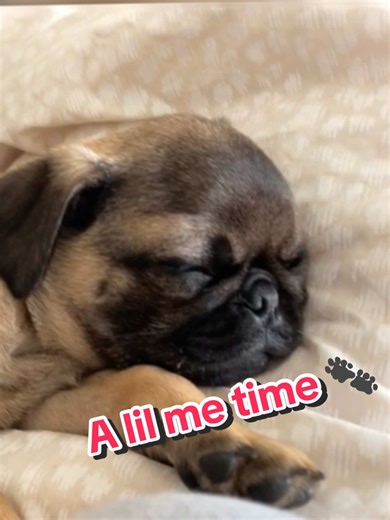 My lil 💤 sleepy pug. Loves his me time. #creatorsearchinsights #pug #pugsoftiktok #pugpuppy #sleepy