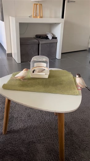 Les oiseaux adorent prendre leur bain. C’est un moment agréable pour eux, ils en ont besoin pour entretenir leur plumage. Pensez à leur proposer une baignoire tous les jours. Par contre faut pas hésiter à mettre plusieurs baignoires, car ou sinon c’est la queueleuleu devant la baignoire 🤪 #oiseaux #padda #paddaapprivoise #breederlife #animauxdecompagnie | Paddas de java apprivoisés