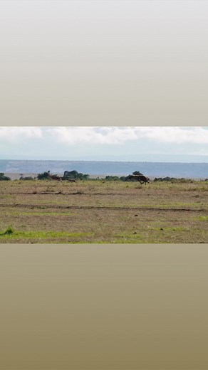 4.3M views · 99K reactions | estless savanna wilderness where preys...