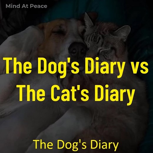 3.4M views · 42K reactions | The Dog's Diary vs The Cat's Diary | Mind At Peace | Facebook