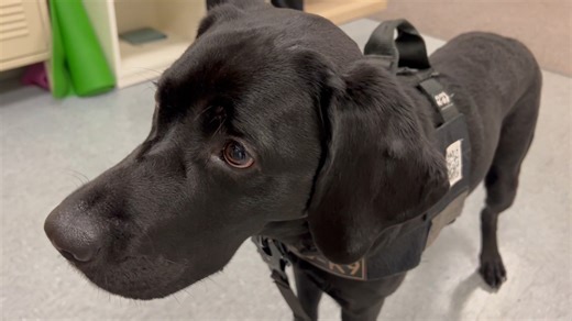 Meet Badger: the electronic-sniffing, comfort-giving, tail-wagging hero helping Idaho ICAC protect kids and catch predators—one hidden device at a time. #idaho #news #icac #protectidaho | CBS 2 Boise