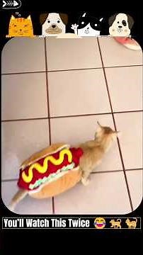 Funny Cat Fails | Cat Falling Fails #catfails #funnyfails