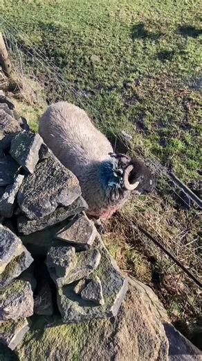 Big_green_monster_machine (@green_monster_machine)’s videos with