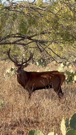 Red deer hunts available, South Texas near Pearsall Texas at the WWR! | Wilson Whitetail & Wingshooting Ranch - WWR