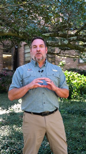 You may find lichen growing on the barks of trees. Don't panic. These organisms are harmless. | LSU AgCenter
