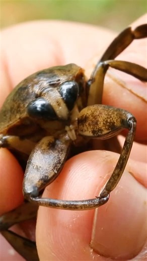 Coyote Peterson  on Instagram: "Big toe, BIG BITE! Not only are these bugs super creepy, but man do the pack a punch... Their bite is worse than a lot of stings. Sure glad we did indeed get the shot!"