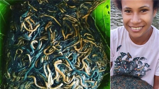 Moonlight Harvest - Where to Catch Palolo in Samoa This Season — thecoconet.tv - The world’s largest hub of Pacific Island content.uu