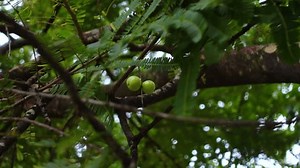 Phyllanthus Emblica Fruit Called Indian Gooseberry Stock Footage Video (100% Royalty-free) 3415963781 | Shutterstock