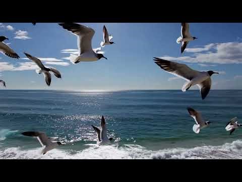 ASMR Birds Compilation 🐦🌿 | Relaxing Nature Sounds for Sleep, Focus & Calm