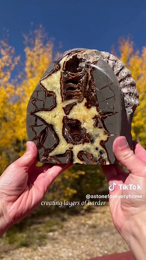 This is an extremely rare and crystallized fossil Ammonite within a Golden Calcite Concretion from Utah. Unlike a classic Geode, Concretions form around a centralized object typically of organic matter such as a bone, shell, or organic debris. Mineral-rich fluids begin to precipitate around this central nucleus creating layers of harder more weather-resistant mineralization. On the rare occasion Ammonite fossils are discovered in Concretions, their growth chambers are always completely infilled 